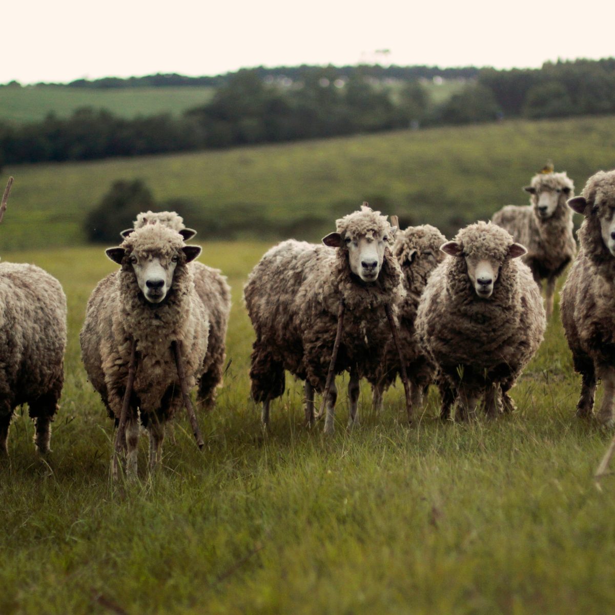 Troupeau de moutons dans un pré, la laine avant le fil